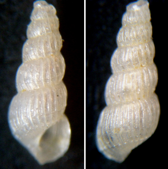 Conferma Chrysallida clathrata